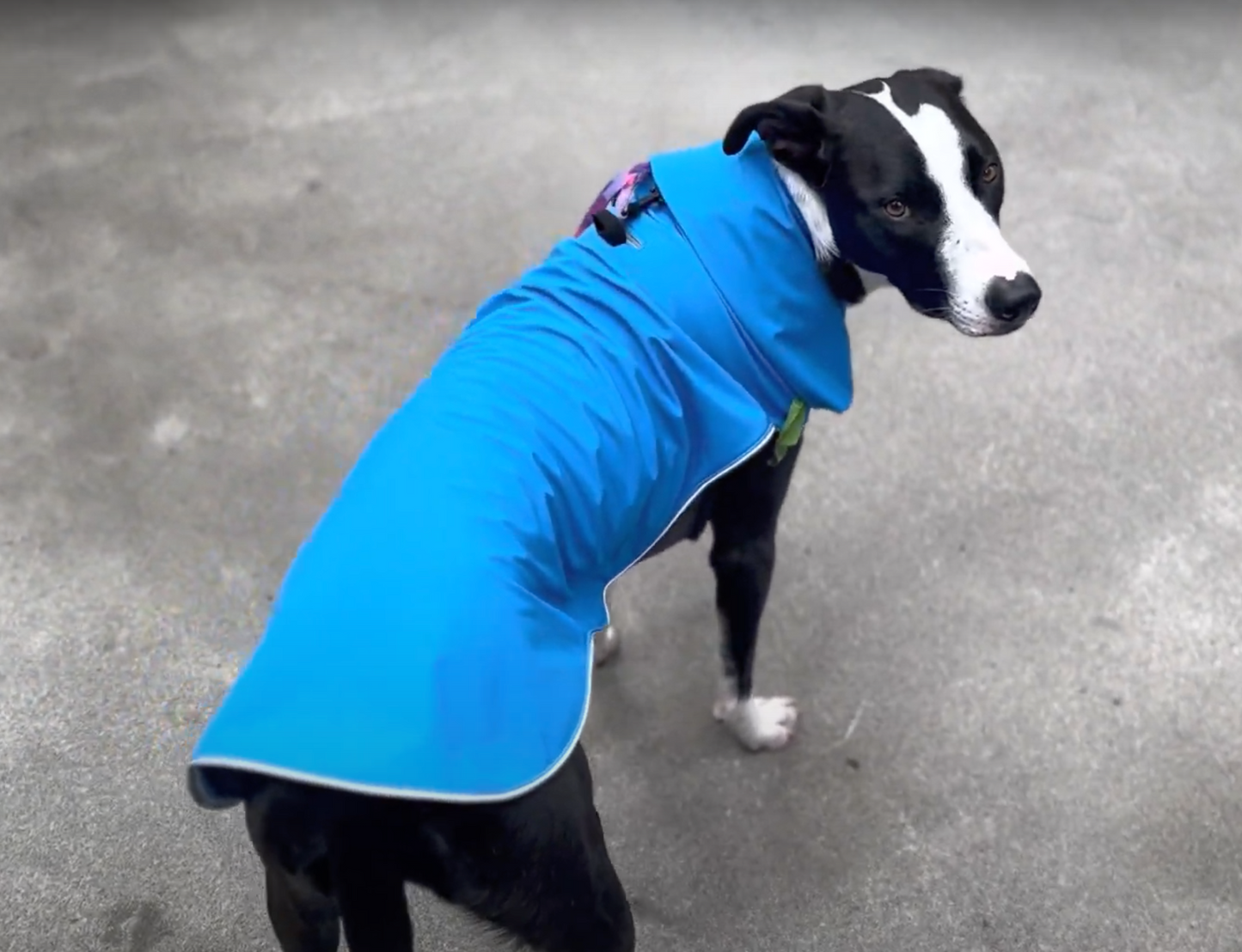 Urban Pup Jacket (w/o utility features)