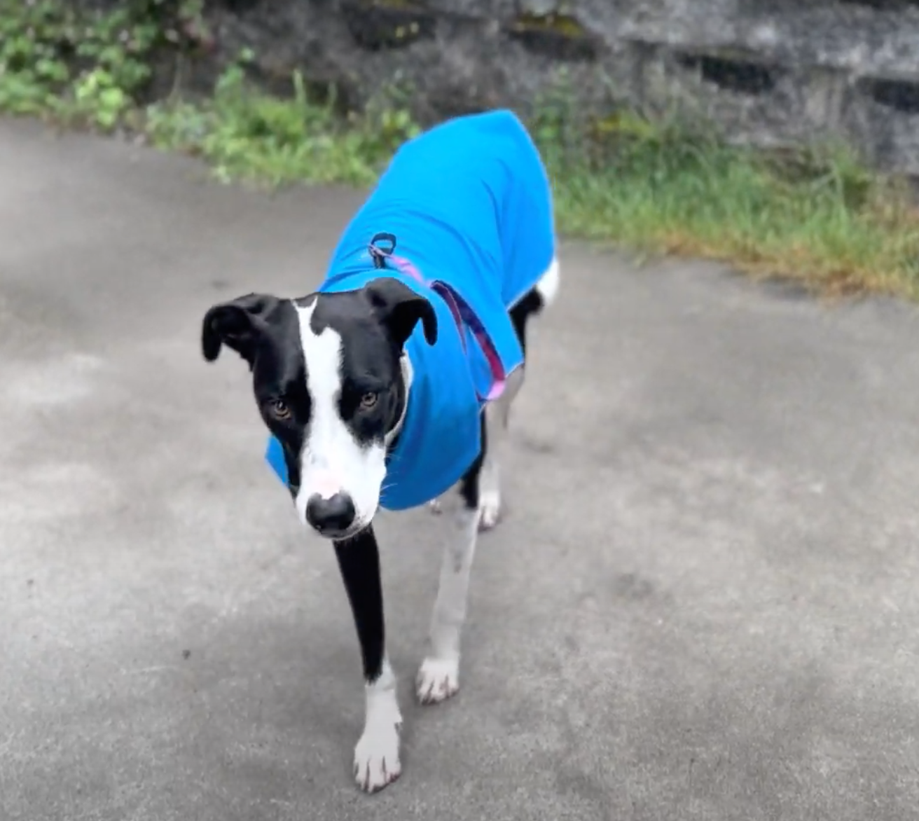 Urban Pup Jacket (w/o utility features)