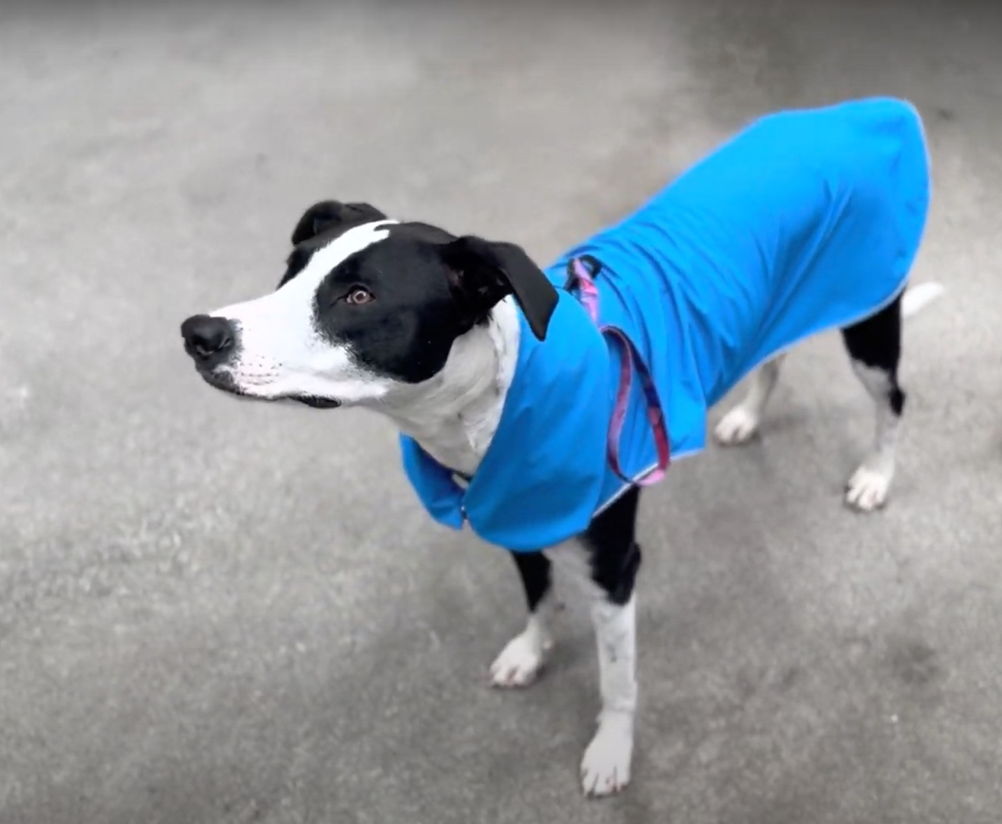 Urban Pup Jacket (w/o utility features)