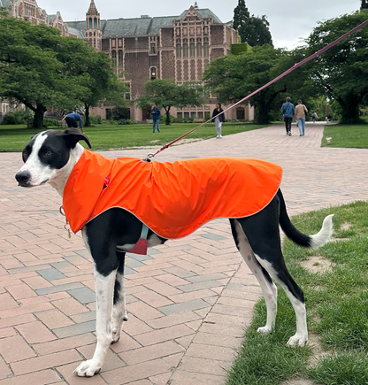 Urban Pup Jacket (w/o utility features)